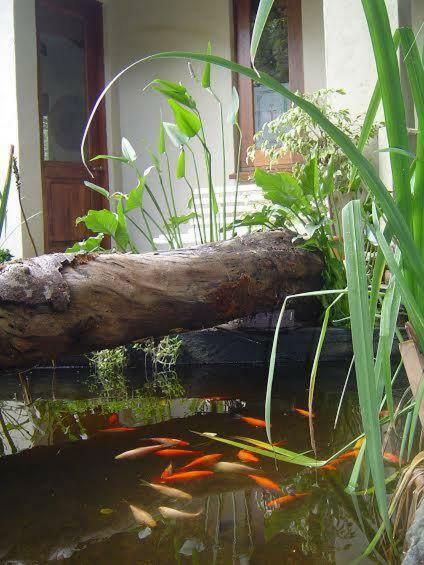 Little Forest Guest House Johannesburg Esterno foto